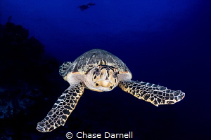 "Freeze Frame" 
This large Hawksbill literally swam up t... by Chase Darnell 